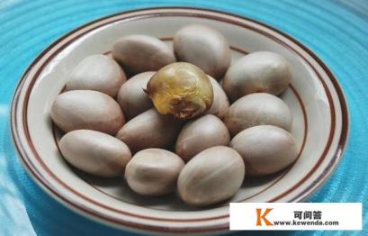 煮食菠萝蜜核的乐趣 煮食菠萝蜜核