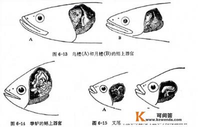 乌鱼1.5斤的多吗