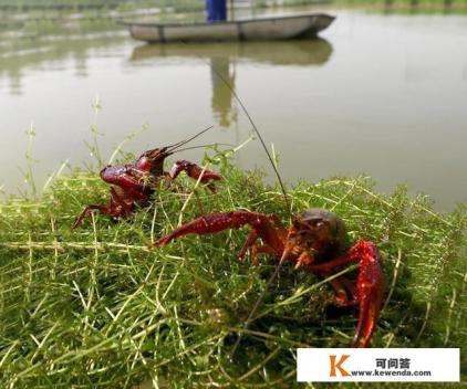 小龙虾饲料的配方