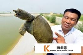 鳖是什么
