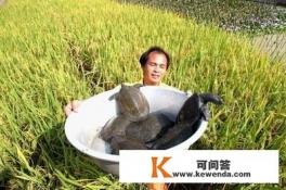 鳖是什么
