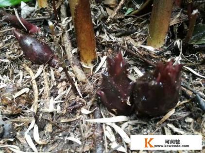 洋荷怎么种植