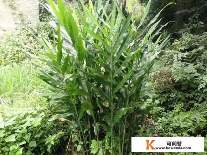 洋荷怎么种植