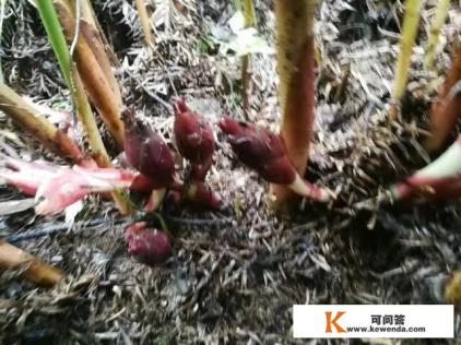 洋荷怎么种植
