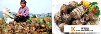 芋头，传统美食与健康宝库