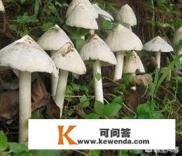 鸡枞第一年被采摘之后会自己移动位置，是真的吗