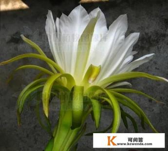 剑花的烹饪方法