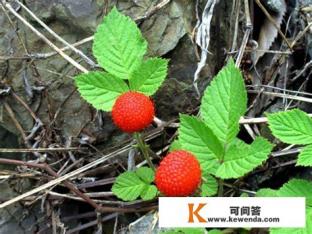 有没有能和《陈二狗的妖孽人生》一样好看的小说，都市类的，求大伙推荐推荐