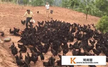 东北土鸡一般几斤