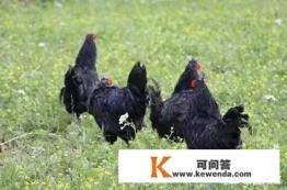 东北土鸡一般几斤