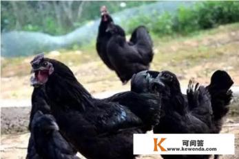 东北土鸡一般几斤
