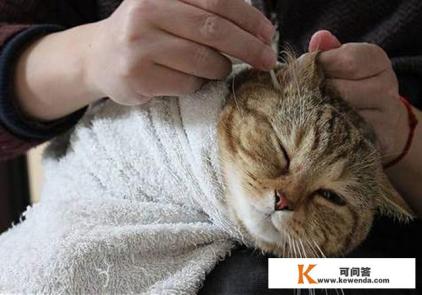 小猫的耳朵有什么作用和，特点