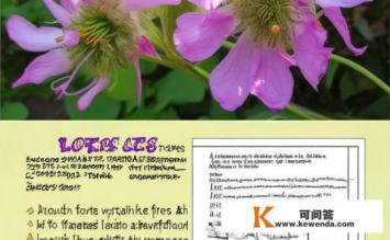 倭瓜花食用方法，倭瓜花的食用方法与功效是什么？如何正确食用倭瓜花，它有哪些营养价值及食用功效呢?