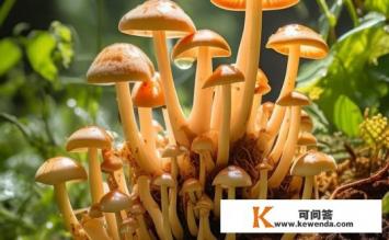 鸡枞是怎么来的，鸡枞的由来是什么？鸡枞的起源，自然生长还是人工培育?