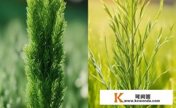 艾和艾蒿有什么区别，艾与艾蒿的区别是什么？艾与艾蒿，不同植物为何有相似名称？