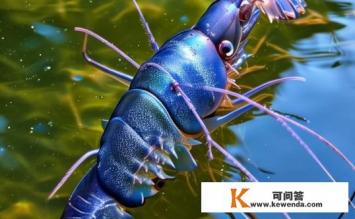塘虱可以长多大，塘虱的最大生长尺寸是多少？