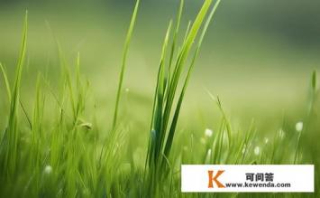 crv像小草一样标志作用，CRV标志如小草，有何象征意义？