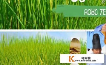 7360水稻是什么品种，揭秘，水稻品种7360特性与优势