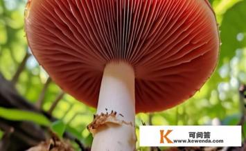 什么是野生红菇，野生红菇的特性和来源是什么？