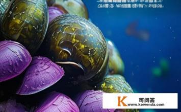 贻贝介绍，贻贝，海洋美味与营养揭秘？