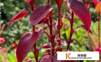 红桃K是什么植物，红桃K的植物属性是什么？