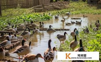 老鸭养殖方法和注意事项，老鸭养殖方法与注意事项有哪些？