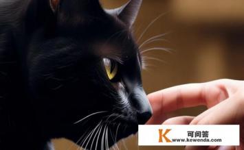 宠物饲养，猫为什么会闻人的手指，猫闻手指原因揭秘，宠物饲养中的神秘行为探究
