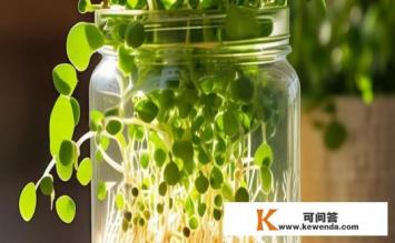 生豆芽方法，豆芽生长秘诀，如何生豆芽？