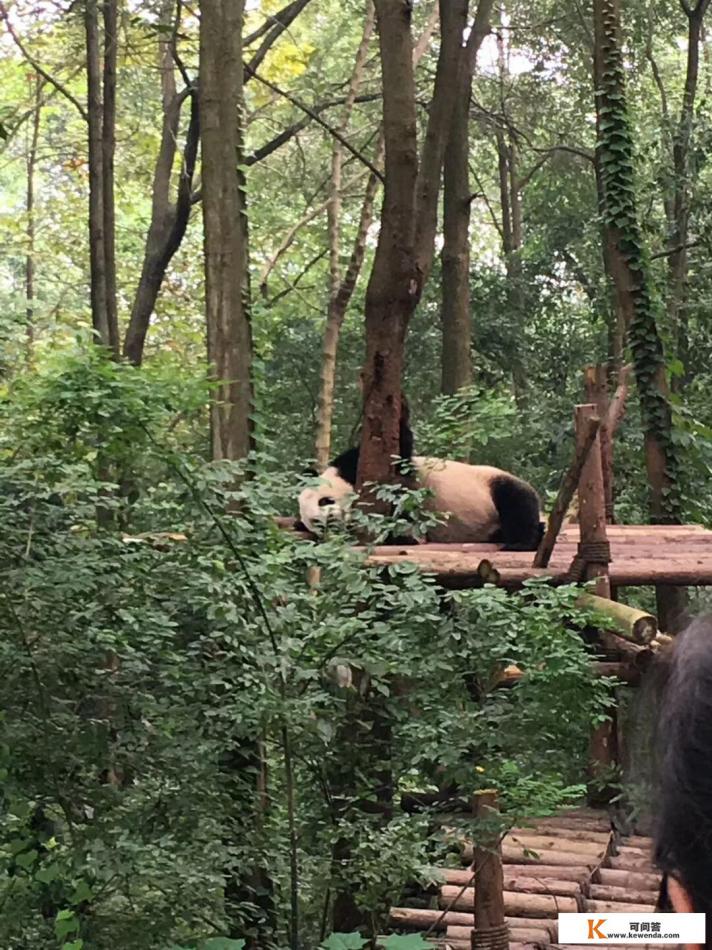 成都美食，成都风景，成都熊猫，哪样让您流连忘返