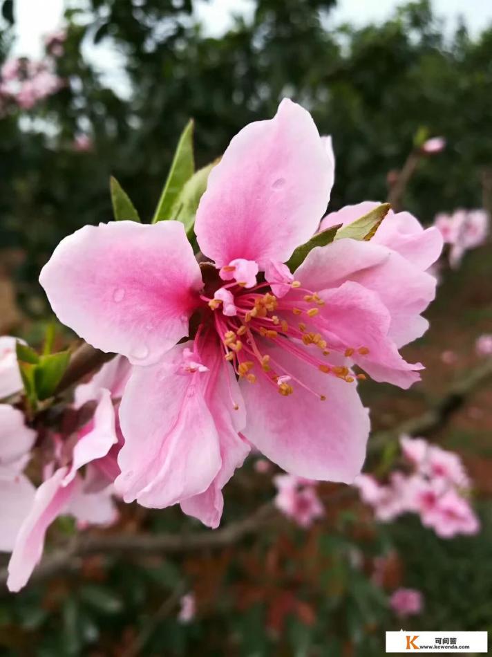 做菜养生知识