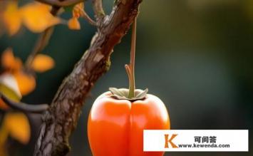 小柿子寓意什么，小柿子的寓意是什么？