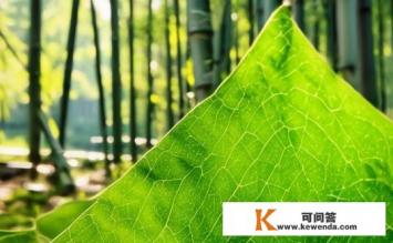 粽子叶是什么植物，粽子叶的来源与植物属性是什么？