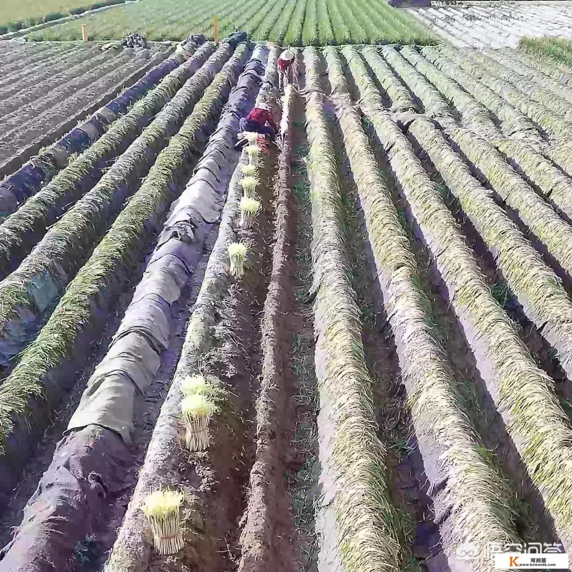 韭黄怎么做才最好吃？它有壮阳的作用吗