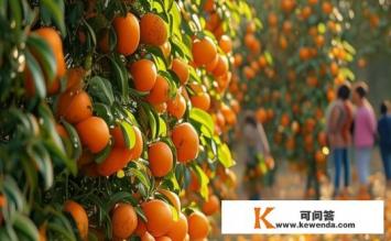 柚子成熟季节是什么时候，柚子成熟季节探秘，何时品尝最佳？
