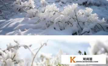 雪莲的简单吃法，雪莲美味吃法揭秘，简易食谱标题