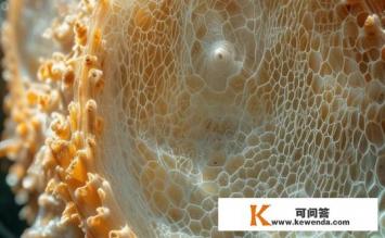 蟹壳是什么物质，蟹壳的成分与特性是什么？