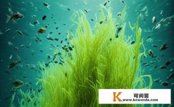 海藻功效与作用，海藻功效与作用的秘密是什么？