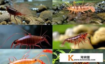 河虾有几种，河虾的种类及特点解析