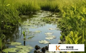 农田里大量的青蛙消失了，它们究竟去了哪里，农田青蛙大量消失，去向何方？