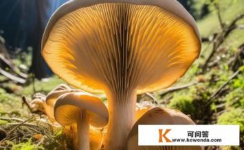 你知道为什么五台山野生台蘑那么贵吗，五台山野生台蘑为何价格高昂？