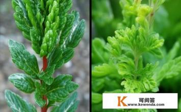 高良姜和良姜区别，高良姜与良姜差异是什么？
