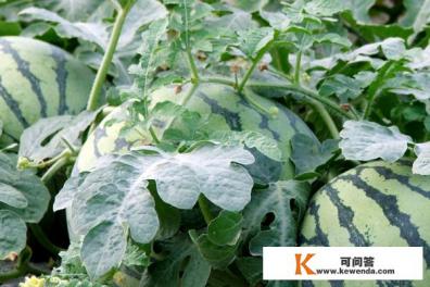 挑选西瓜的方法（怎么挑选西瓜）