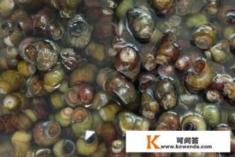 怎么把田螺清洗干净