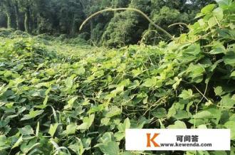 什么是葛根，葛根有什么作用