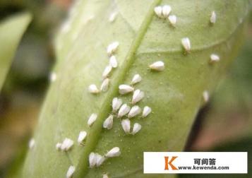 菜地里生了白粉虱，不想打农药，该怎么办