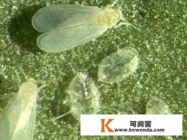 菜地里生了白粉虱，不想打农药，该怎么办