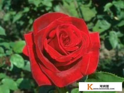 可以写进小说的优美句子有哪些推荐