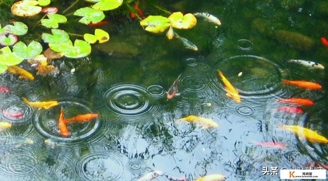 雨笔顺笔画顺序