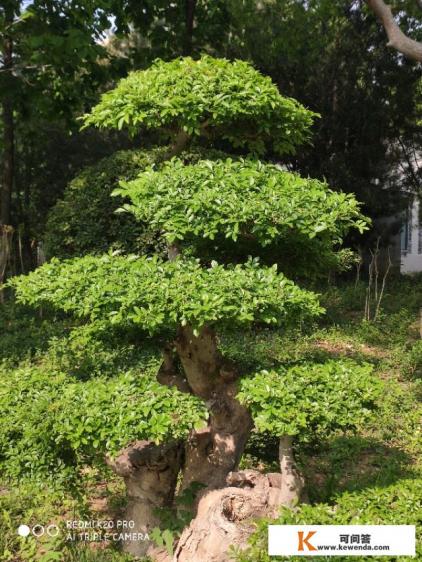 你有好看的植物图片嘛？发出来大家一起欣赏