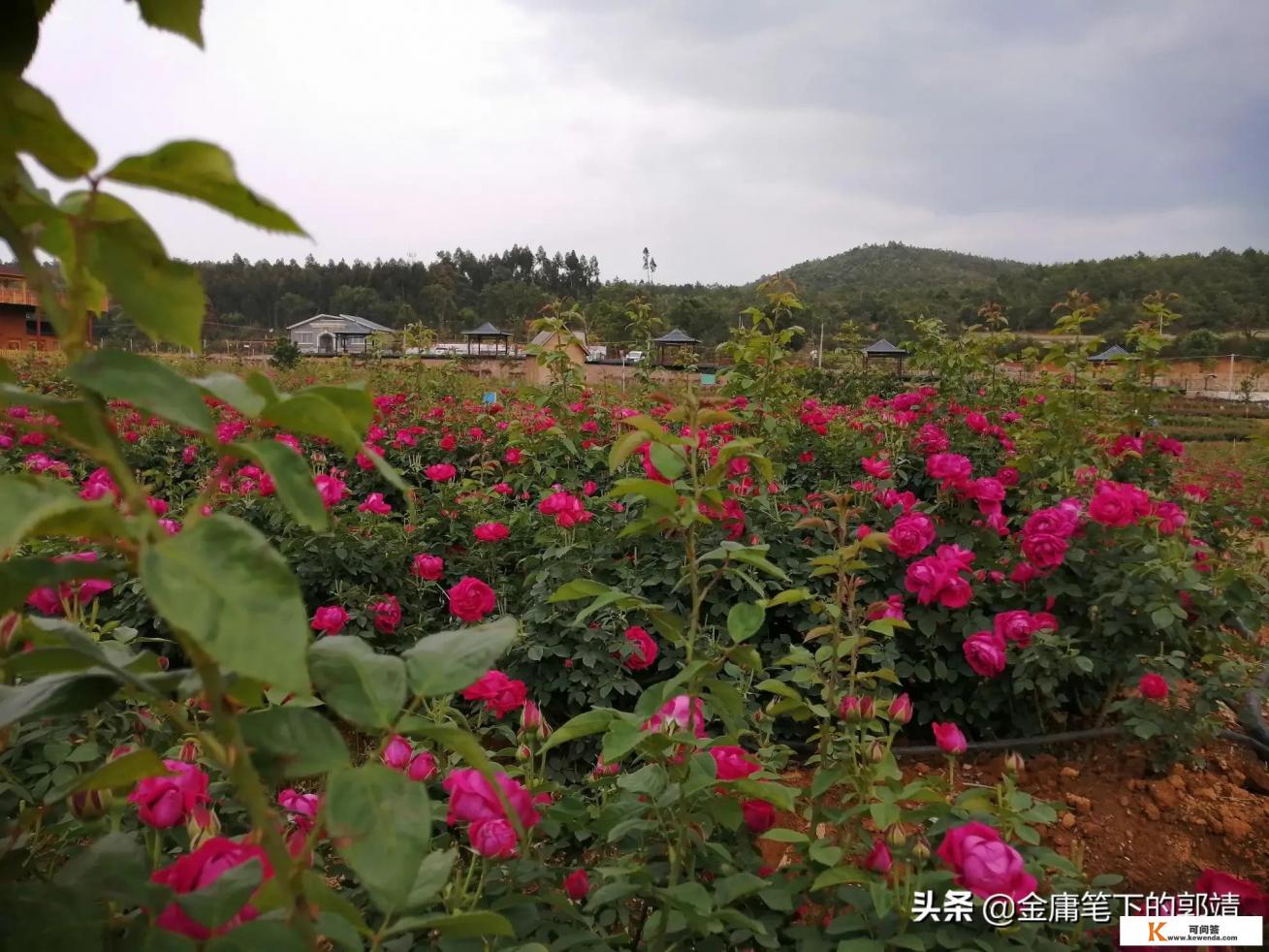 旅游专业未来的岗位有哪些